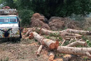 गलत तरीके से जारी किया गया प्रतिबंधित प्रजाति के हरे पेड़ों का परमिट 